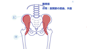 腸骨筋